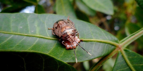cimice asiatica cimici asiatiche cimici cinesi cimice cinese cimici marroni